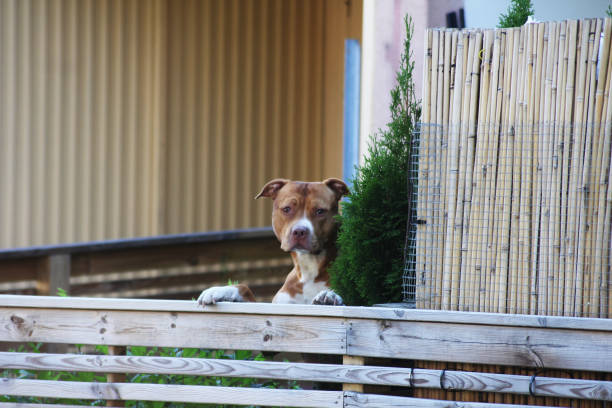 A amstaff dog standing and watching over the fence