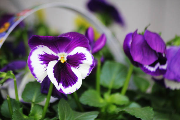 Vertical image of Pansy Bloom plant in bloom with green leaf on a white gauzy background.
