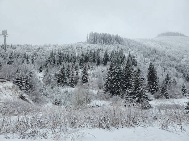 snowy landscape forest in December