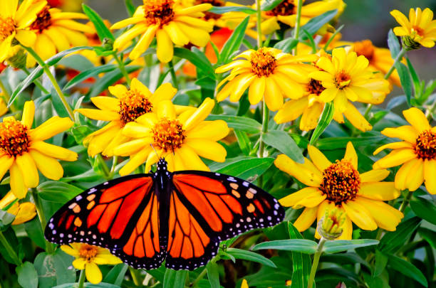 istock Monarch butterfly (Danaus plexippus) on creeping zinnia (Zinnia angustifolia) during fall migration in Fairhope Alabama 2204780679