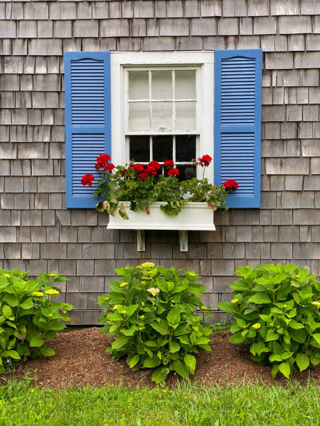 A charming window with blue shutters, red geraniums, and hydrangeas below, set against a weathered wooden shingle wall