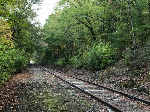 istock Abandoned railway tracks winding through a lush forest 2204780917