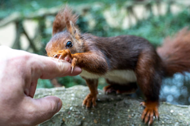 istock Eurasian red squirrel (Sciurus vulgaris) grabs a man's finger. 2204781217