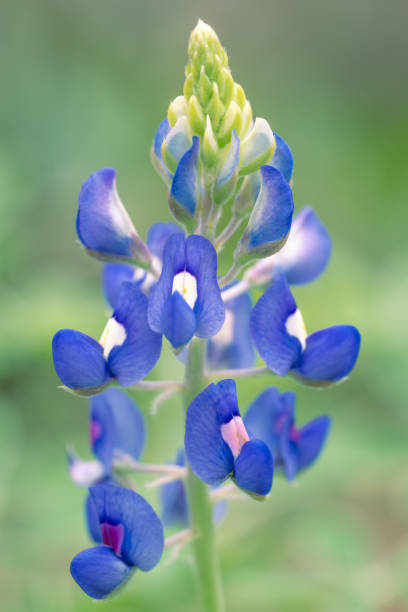 Closeup of a single blooming bluebonnet, Lupinus texensis.