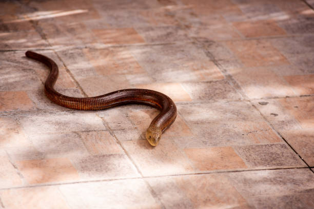 istock Blavor legless lizard crawling on sunlit tiled floor 2204781980