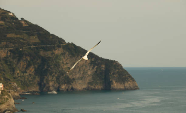 A seagull soars over a body of water in this scenic photo. The bird is captured mid-flight, its wings outstretched, with a mountainous landscape visible in the background. The landscape features a mix of rocky cliffs, lush vegetation, and a cluster of buildings with colorful facades, suggesting a coastal town or village.