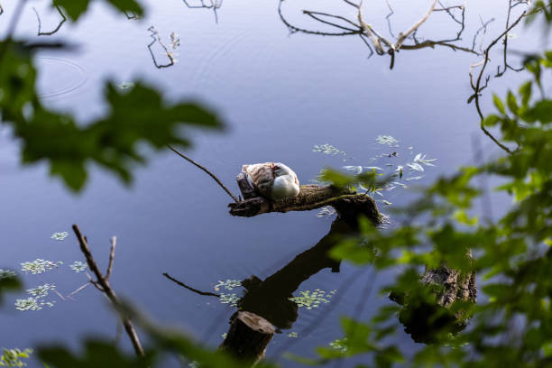 A beautiful white and gray Indian duck is resting on a tree branch. All around there is a river and water surface. The duck is reflected in the lake. Green leaves in the foreground.