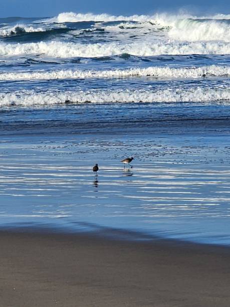 istock Snowy Plovers on Surf Beach 2204788223
