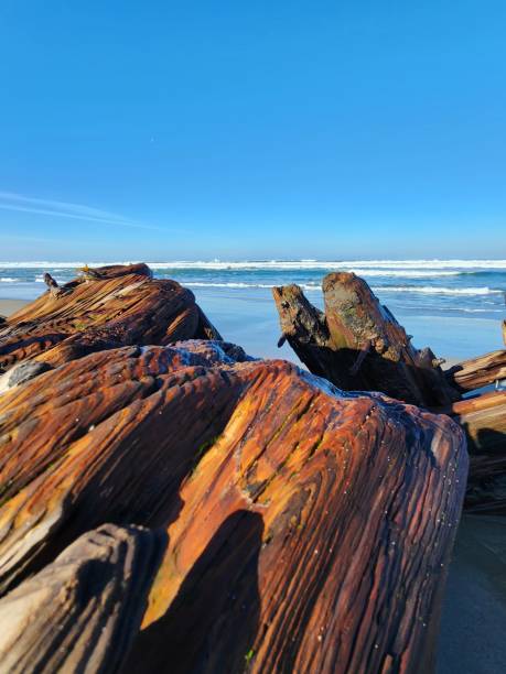 istock Century-Old Shipwreck Wood at the Beach 2204788385
