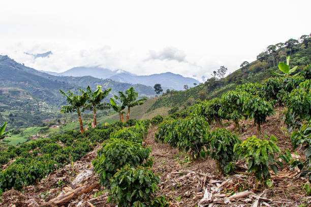 Coffee plantation on a mountain hill with young coffee trees, some plantain trees, and a breathtaking view of Colombia's layered green mountains