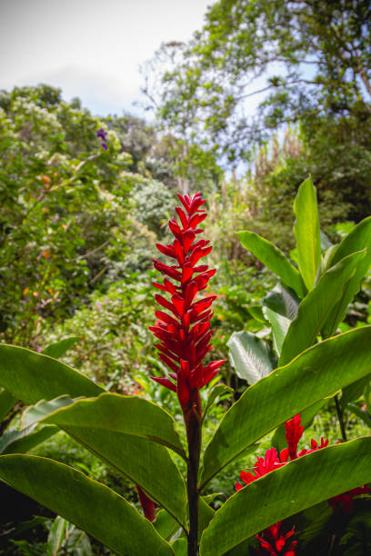 istock Red Ginger Flower Blooming in a Tropical colombian forest 2204790369