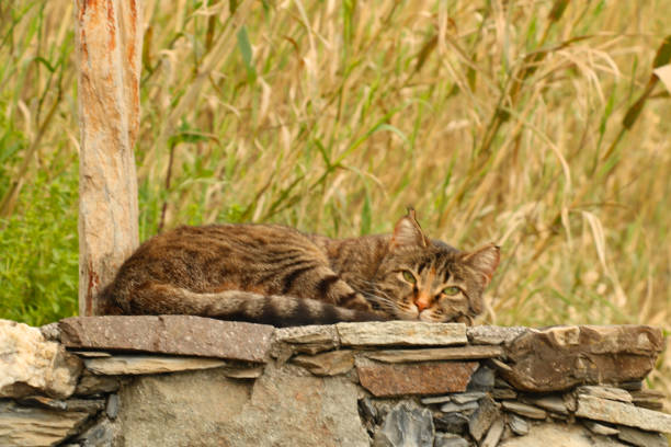 A tabby cat curled up on a rock ledge. The cat's head is resting on its paws, and its eyes are closed. The image is taken from a slightly elevated angle, looking down on the cat.