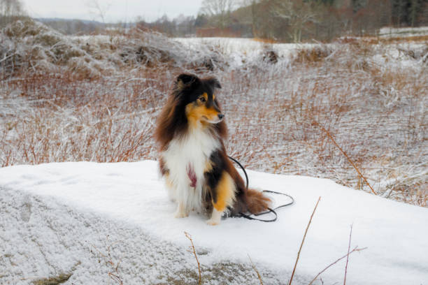 Shetland Sheepdog in a winter enviroment