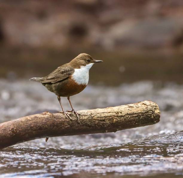 3,500+ Dipper Bird Stock Photos and Royalty-Free Pictures - iStock