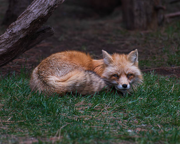 istock Red fox (Vulpes vulpes) gazing at camera while curled into ball over green grass against a blurry natural background of branches 2204794843