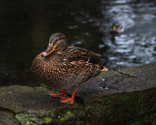 istock Female mallard duck (Anas platyrhynchos) standing on a short stone wall against a blurry pond background with a male mallard duck swimming in the distance 2204795099