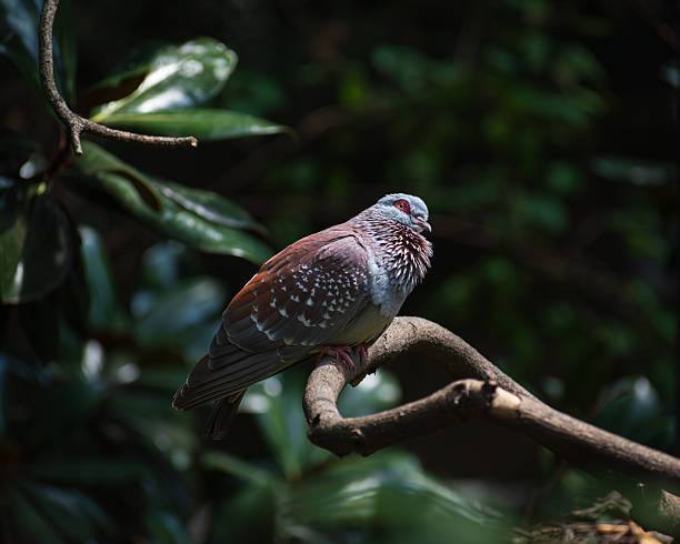 Speckled pigeon on a branch.