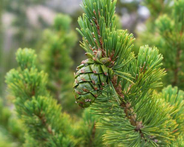 A single green undeveloped pinecone sprouting on the branch of a pine tree with a natural blurry mountain forest background.