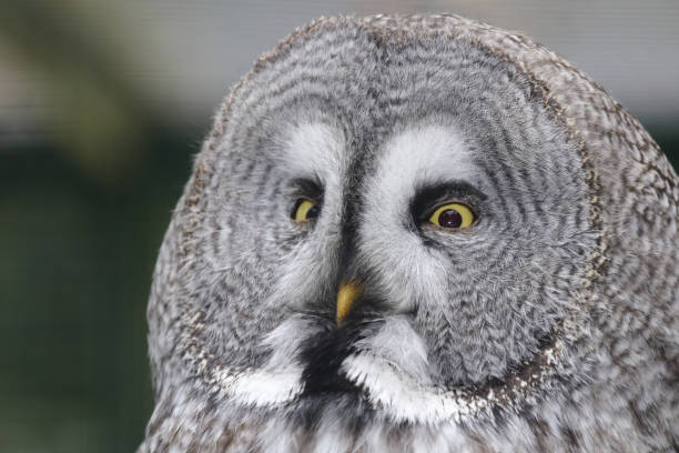 Bartkauz / Great grey owl / Strix nebulosa