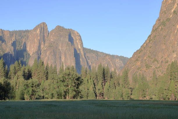 New evergreen trees in Cook's meadow, Yosemite Valley, looking over sentinel rock in the background.