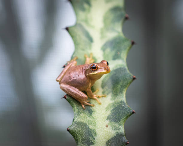 Small Cuban tree frog (Osteopilus septentrionalis) perched on a skinny green cactus succulent against a blurry background of natural light
