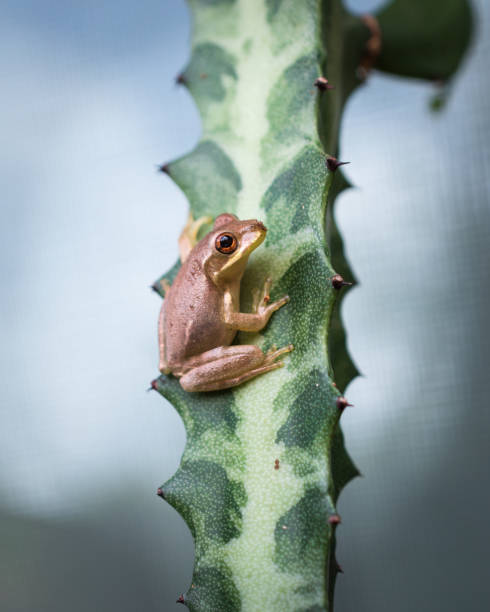 istock Small Cuban tree frog (Osteopilus septentrionalis) perched on a skinny green cactus succulent against a blurry background of natural light 2204796172