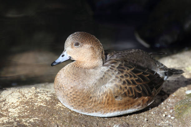 istock Pfeifente / Eurasien Wigeon / Mareca penelope 2204796619