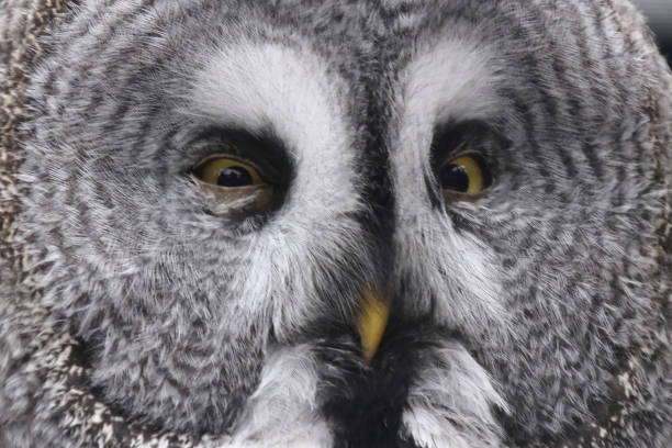 Bartkauz / Great grey owl / Strix nebulosa