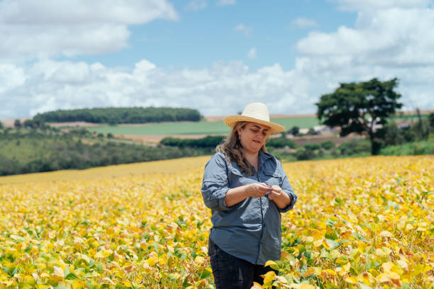 istock Female farmer examining ripening soybean pods 2204798520