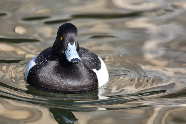 istock Reiherente / Tufted duck / Aythya fuligula 2204799211