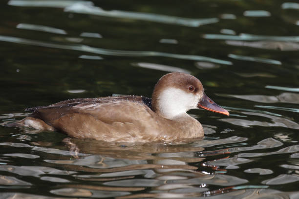 Kolbenente / Red-crested pochard / Netta rufina