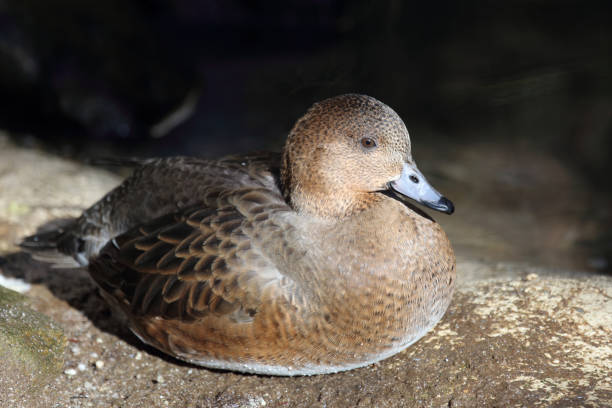 istock Pfeifente / Eurasien Wigeon / Mareca penelope 2204799277