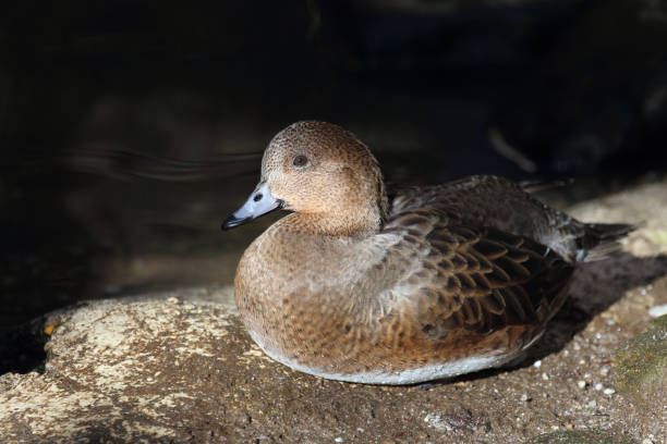istock Wigeon / Eurasia Wigeon / Mareca penelope 2204799278