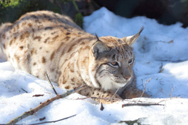 istock Eurasischer Luchs / Eurasian lynx / Lynx lynx 2204799493