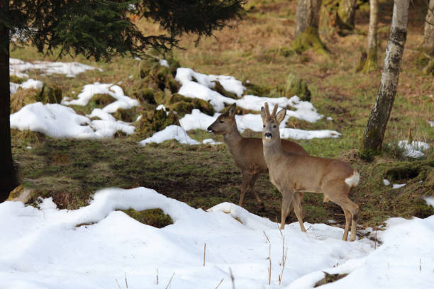 istock European Roe deer / Capreolus capreolus 2204799554