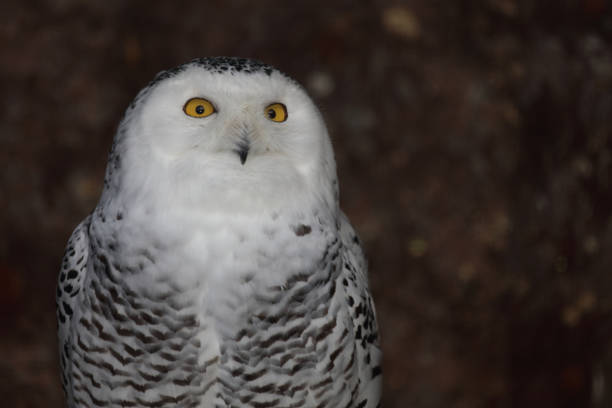 Schnee-Eule / Snowy owl / Bubo scandiacus