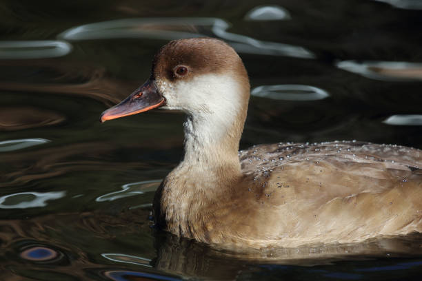 Kolbenente / Red-crested pochard / Netta rufina