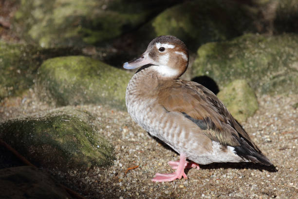 istock Rotschulterente / Ringed teal / Callonetta leucophrys 2204802603