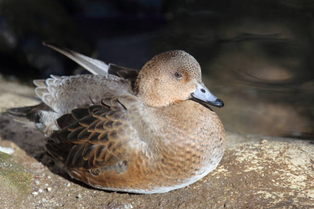 istock Pfeifente / Eurasien Wigeon / Mareca penelope 2204802632