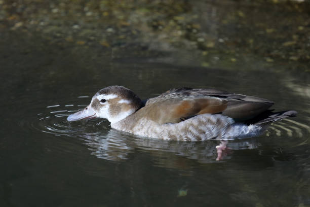 Rotschulterente / Ringed teal / Callonetta leucophrys