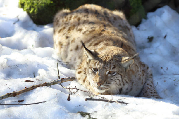 istock Eurasischer Luchs / Eurasian lynx / Lynx lynx 2204802886