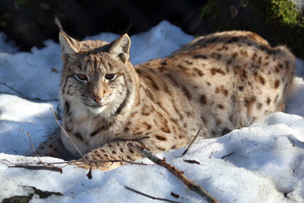 istock Eurasischer Luchs / Eurasian lynx / Lynx lynx 2204802907