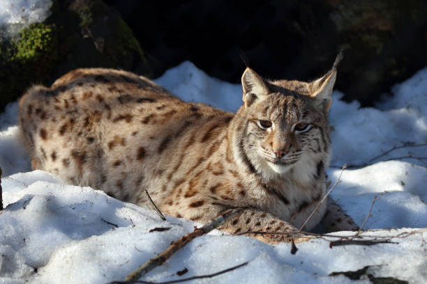 istock Eurasischer Luchs / Eurasian lynx / Lynx lynx 2204802953