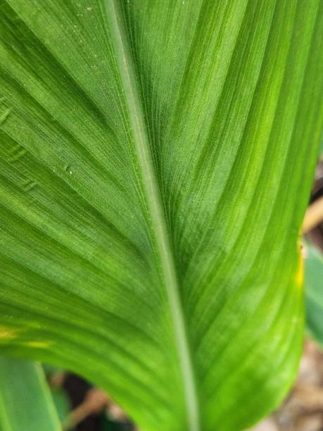 istock The saffron leaf displays irregular chlorosis patterns, with pale green spots slowly spreading. This phenomenon may be linked to magnesium deficiency, affecting leaf development. 2204804020