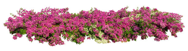 istock Tropical plant pink flower bush tree isolated on white background with clipping path. 2204804179