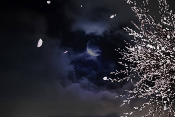 An image of a single cherry blossom tree swaying in the wind under a moonlit night sky, with petals dancing in the air stock photo