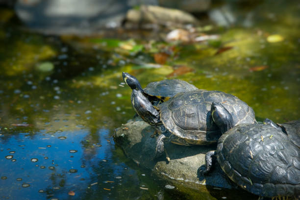 istock Three turtles crowd to get sun on a rock in still waters 2204805816