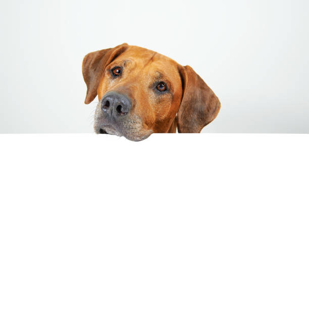 istock Brown dog's face close-up isolated on white background with copy space 2204810275