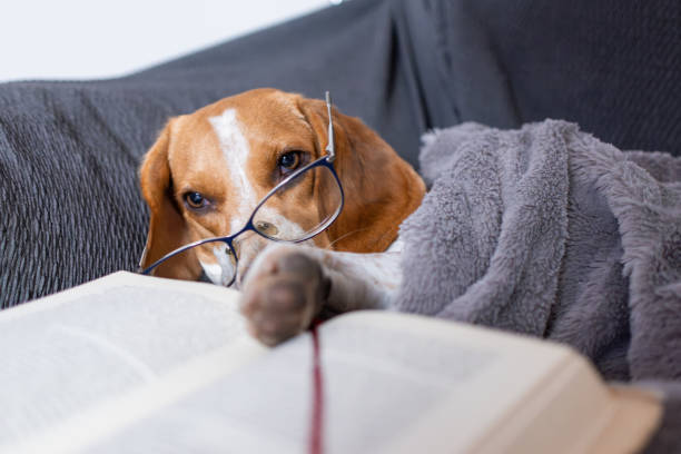beagle dog wearing eyeglasses and reading a book lying on the sofa relaxing and wrapped in a blanket.intelligence and learning.funny picture of a pet enjoying literature studying.