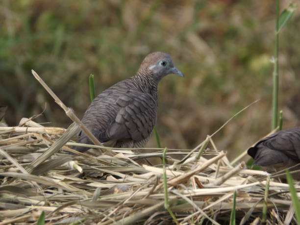 istock Bird life in nature 2204815661